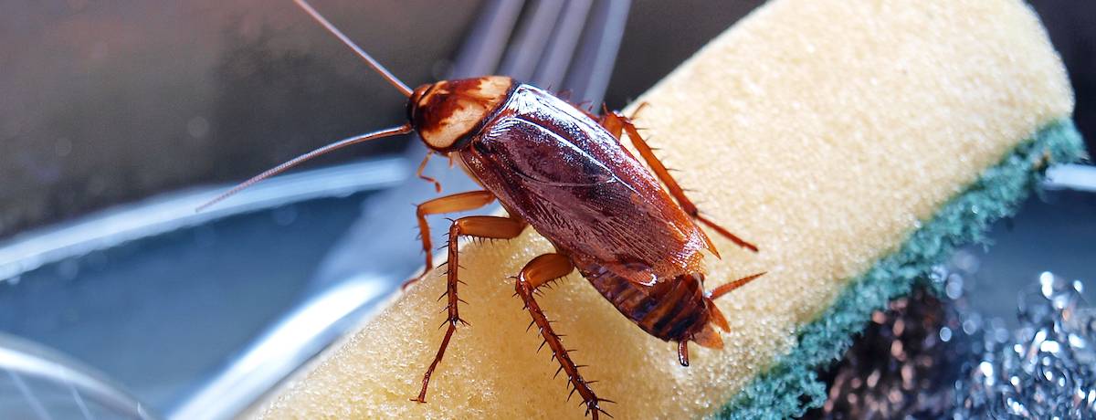 Как выглядят домашние тараканы и их личинки (фото и описание) / как избавится от насекомых в квартире