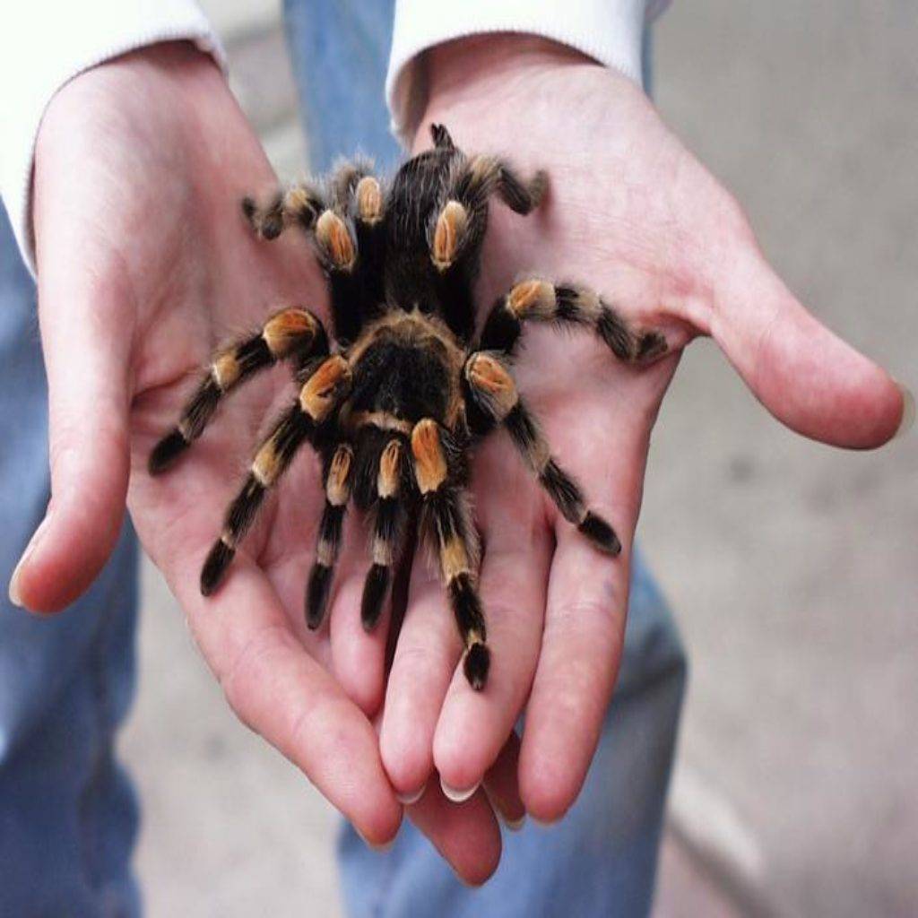 Тарантул паук ядовитый или нет для человека фото