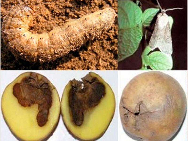 Картофельная моль – как с ней бороться и защитить картофель?