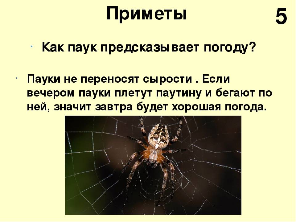 К чему в доме появляются пауки: верь или не верь в приметы