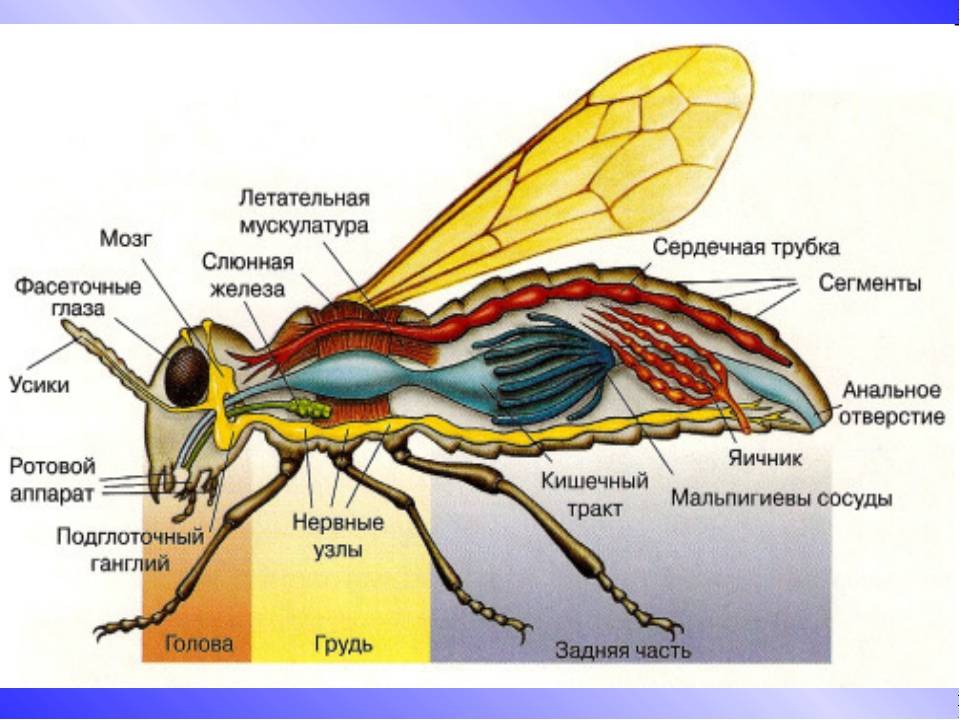 Схема строения насекомых