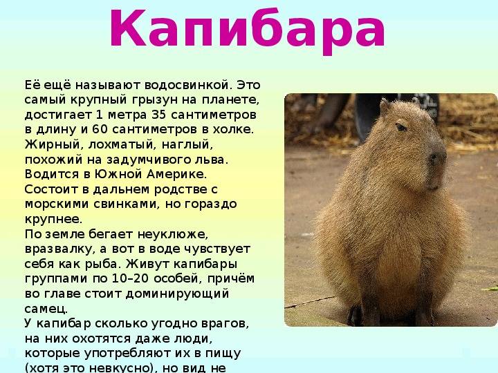Капибара - самый крупный грызун в мире: описание, места обитания :: syl.ru