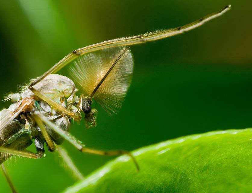 Описание и фото комара под микроскопом