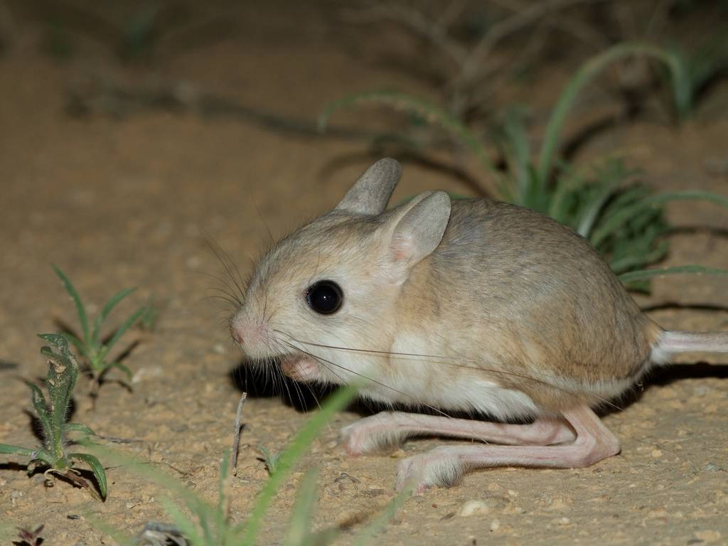Мышь иглистая, акомис (acomys cahirinus)