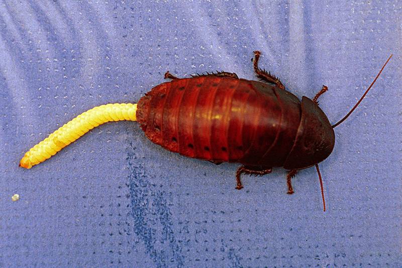 Мадагаскарский таракан любимый питомец