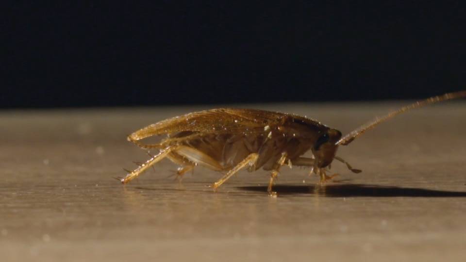 ​50 интересных фактов о насекомых для любознательных — общенет
