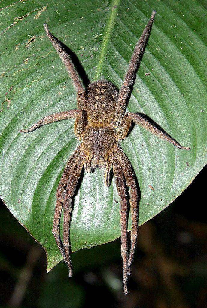 Топ 10: самые большие пауки в мире - фото, названия и размеры
