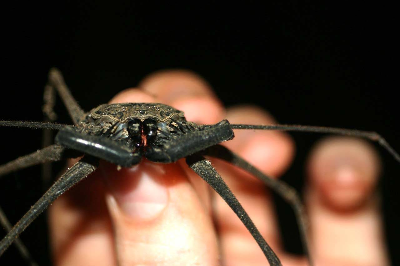 Укус паука-птицееда: опасен ли для человека и что делать, если укусил ядовитый тарантул