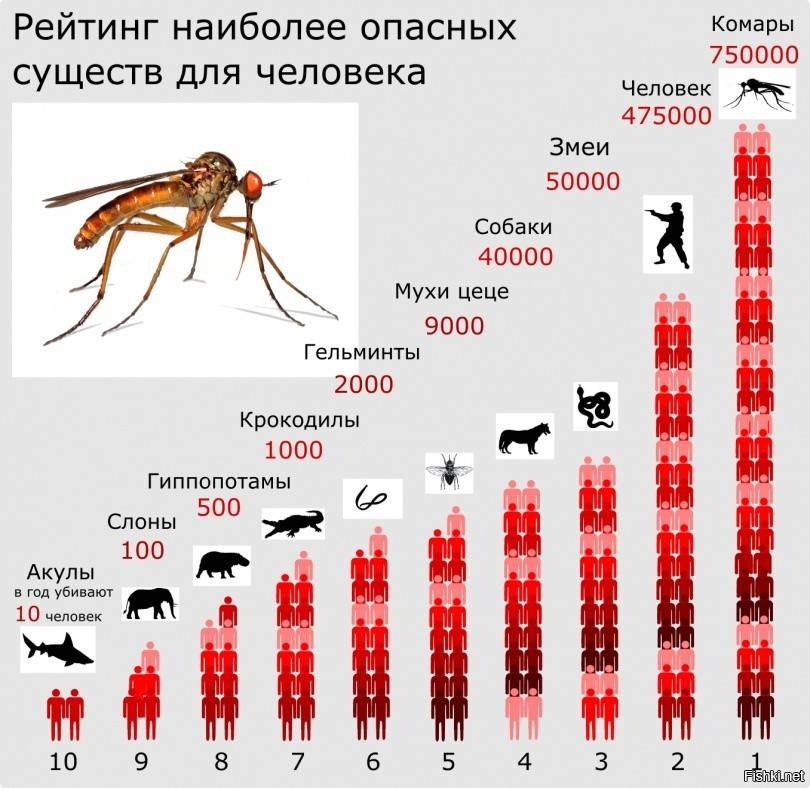 Какое животное занимает второе место после человека по количеству изображений на пьедесталах