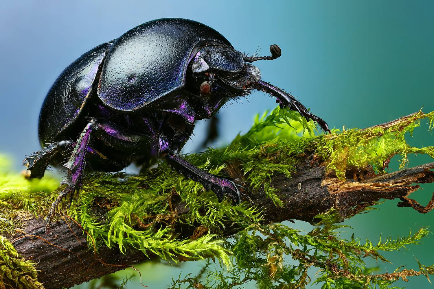 Как распознать жука навозника и где его можно встретить