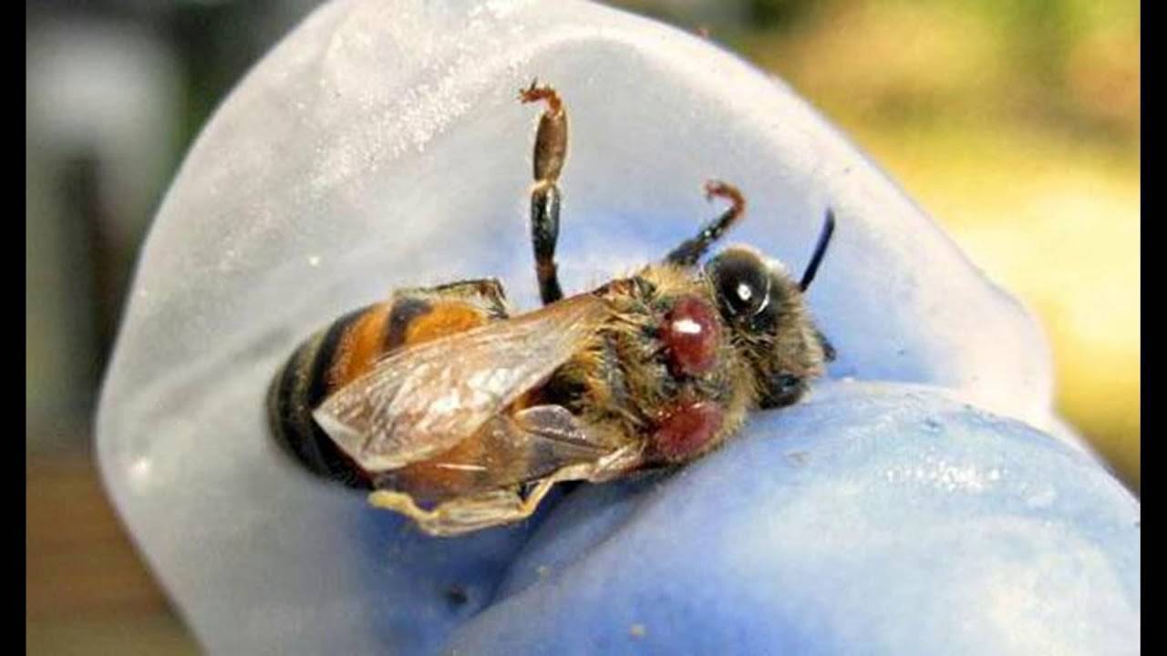 Клещ варроа. насекомые вредители. паразит на медоносных пчелах. средства борьбы с варроатозом у пчел