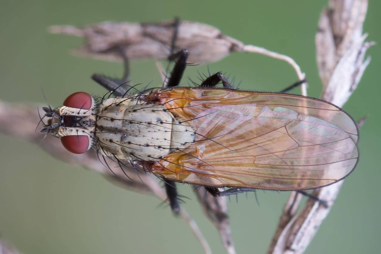 Как избавиться от луковой мухи? народные методы и химические и биологические препараты.