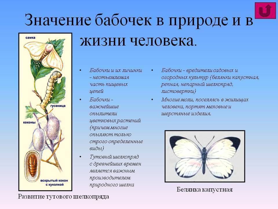 Жизненный цикл бабочек (метаморфоз) : развитие бабочки
