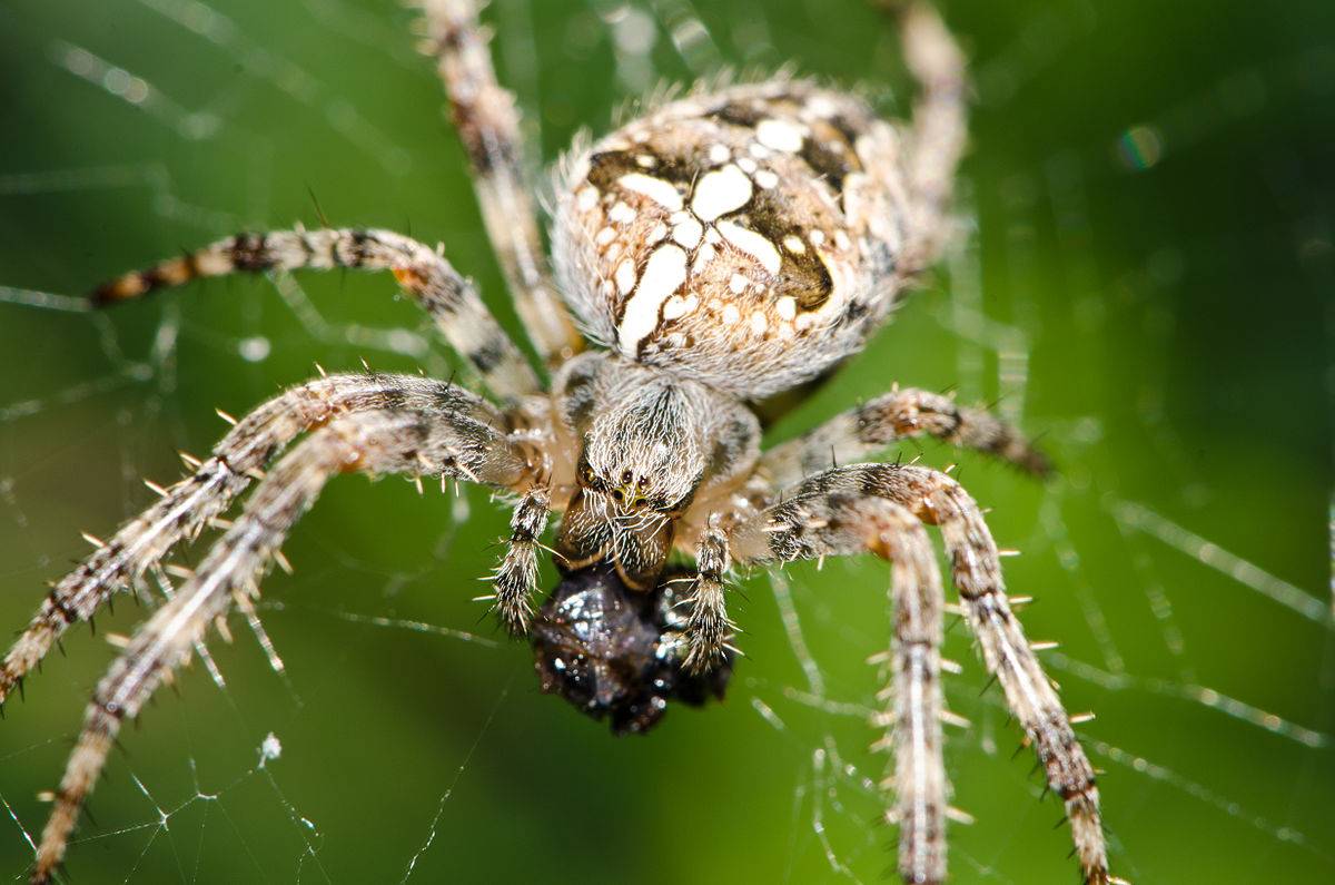 Обыкновенный крестовик. Паук крестовик Дальневосточный. Araneus diadematus - крестовик. Паук крестовик Каракурт. Обыкновенный крестовик - Araneus diadematus.