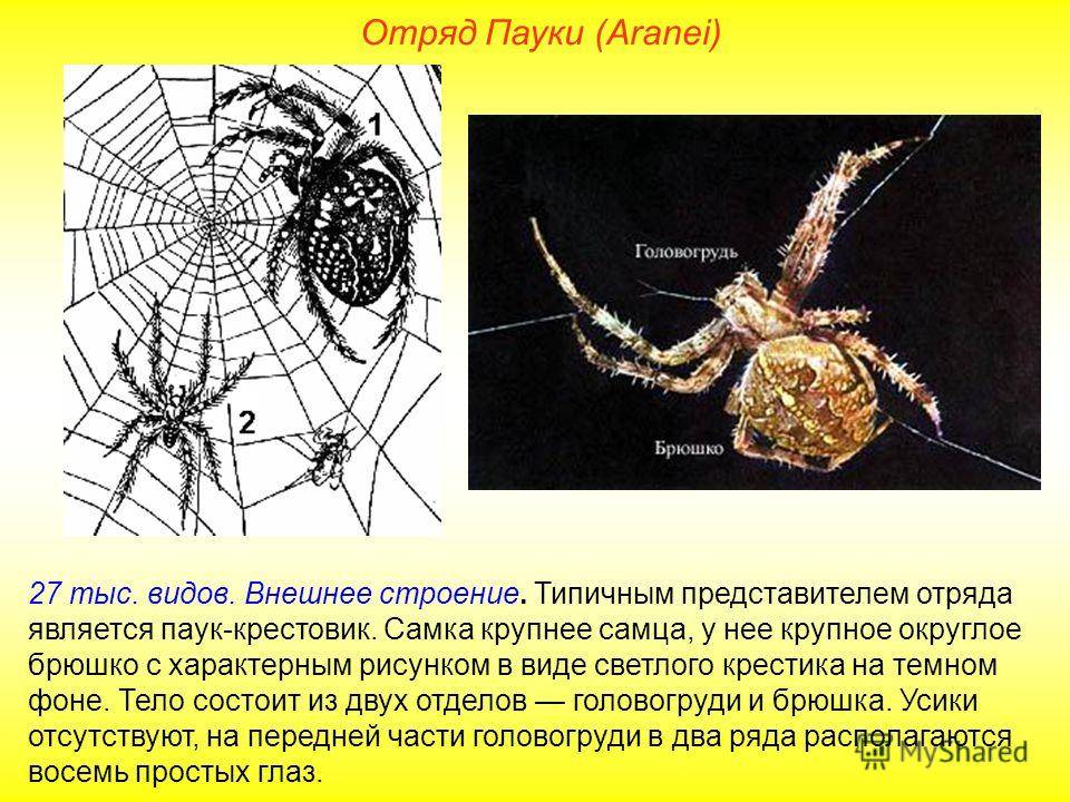 Фото пауков страшных, их строение и образ жизни