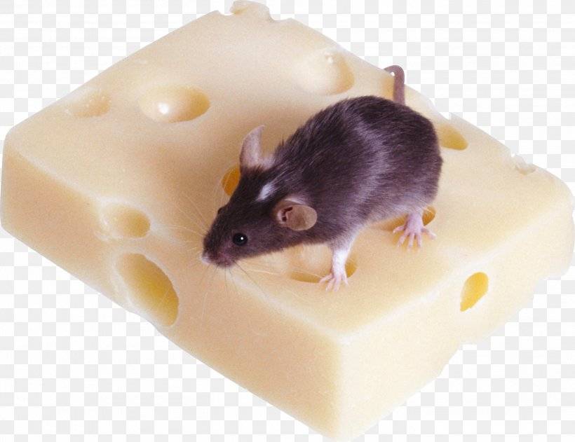Что едят мыши в домашних условиях?
