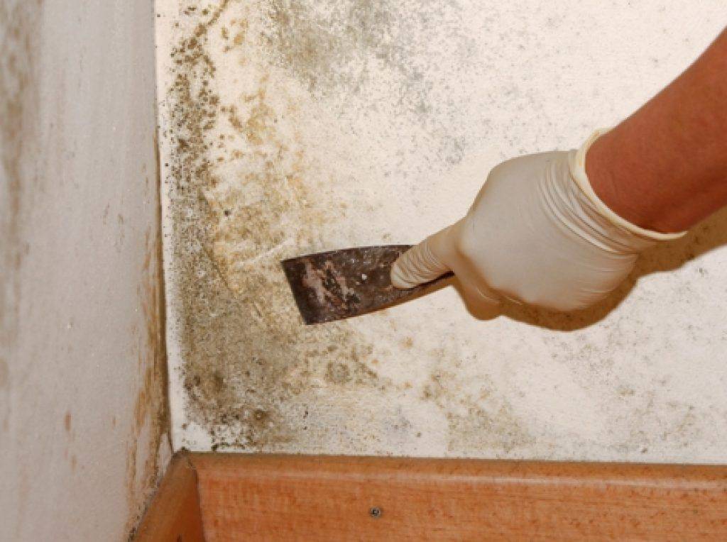 Как избавиться от плесени и грибка на стенах в квартире или доме