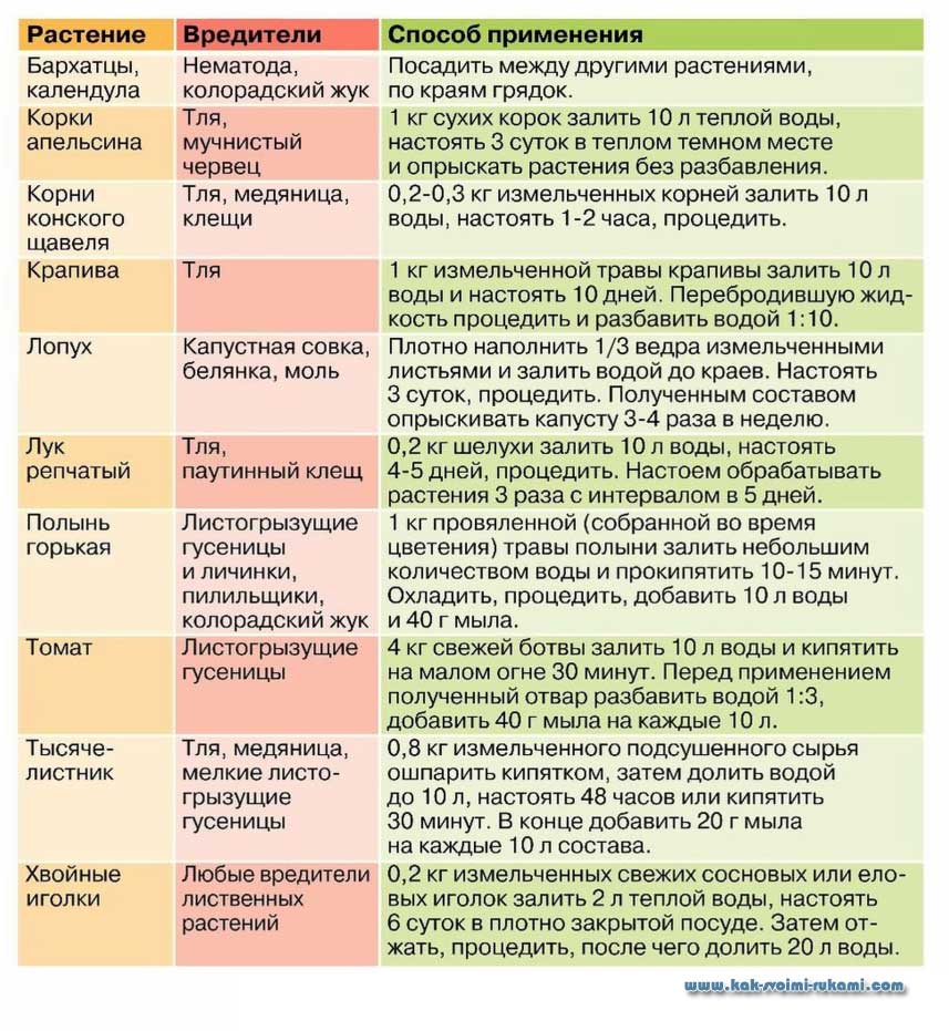 Обработка деревьев весной от вредителей и болезней: самые эффективные препараты