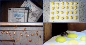 Борная кислота от тараканов: применение, рецепт с яйцом, инструкция