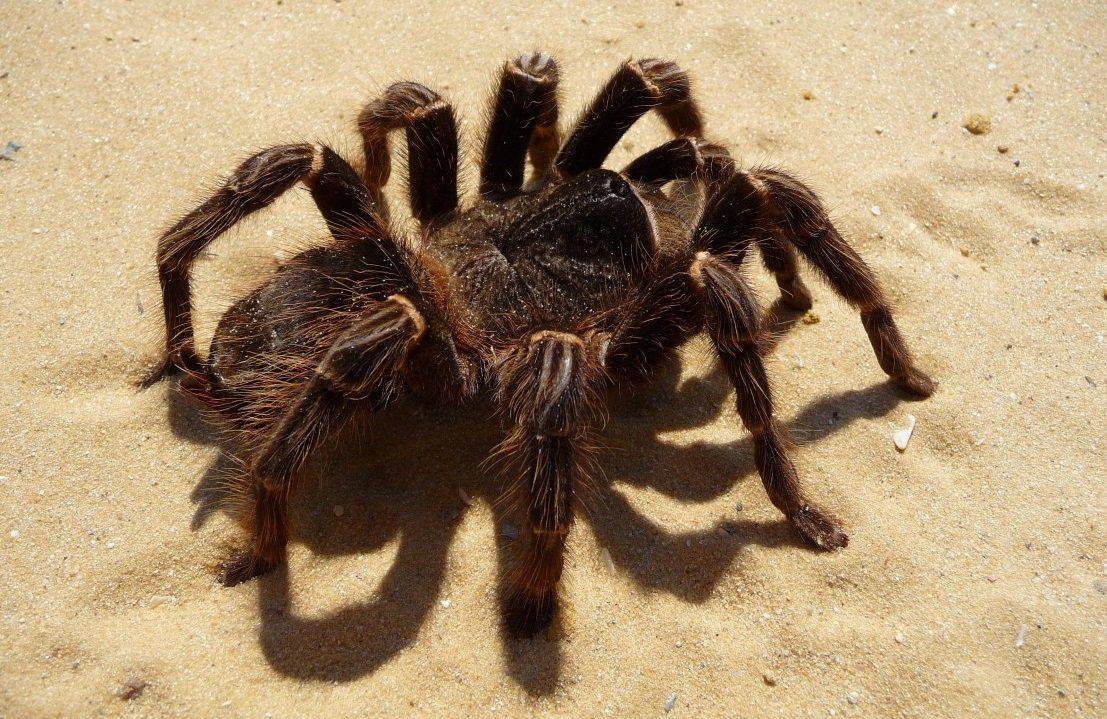 Топ 10 самых больших пауков в мире