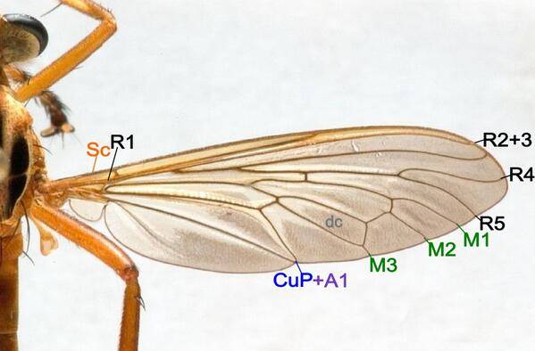 Особенности мух: строение тела, польза и вред