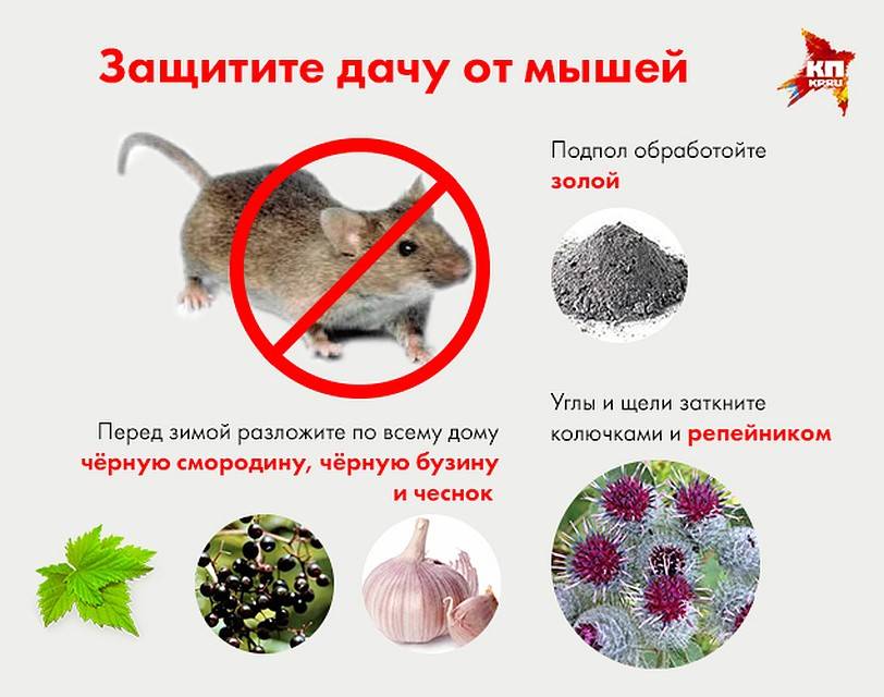 Как бороться с крысами на дачном участке: 3 способа удаления вредителей