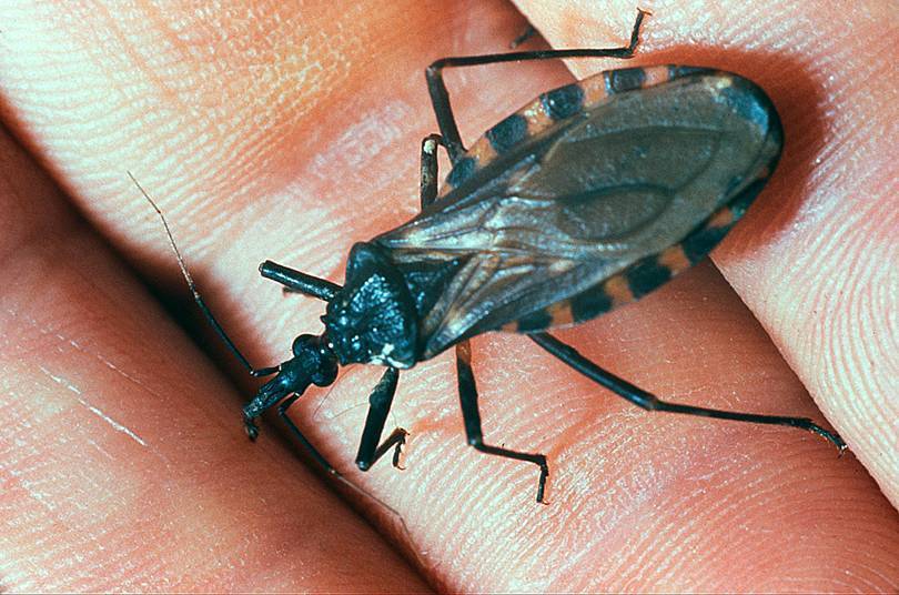 Клоп убийца – где обитает опасное насекомое, как он передает инфекцию | rvdku.ru