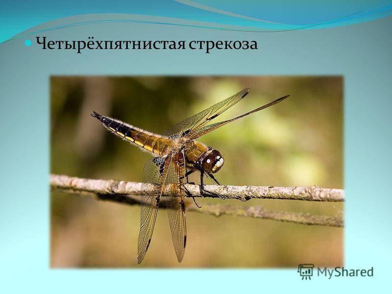 Стрекоза плоская: особенности внешнего вида и развития насекомых, факторы, угрожающие популяции