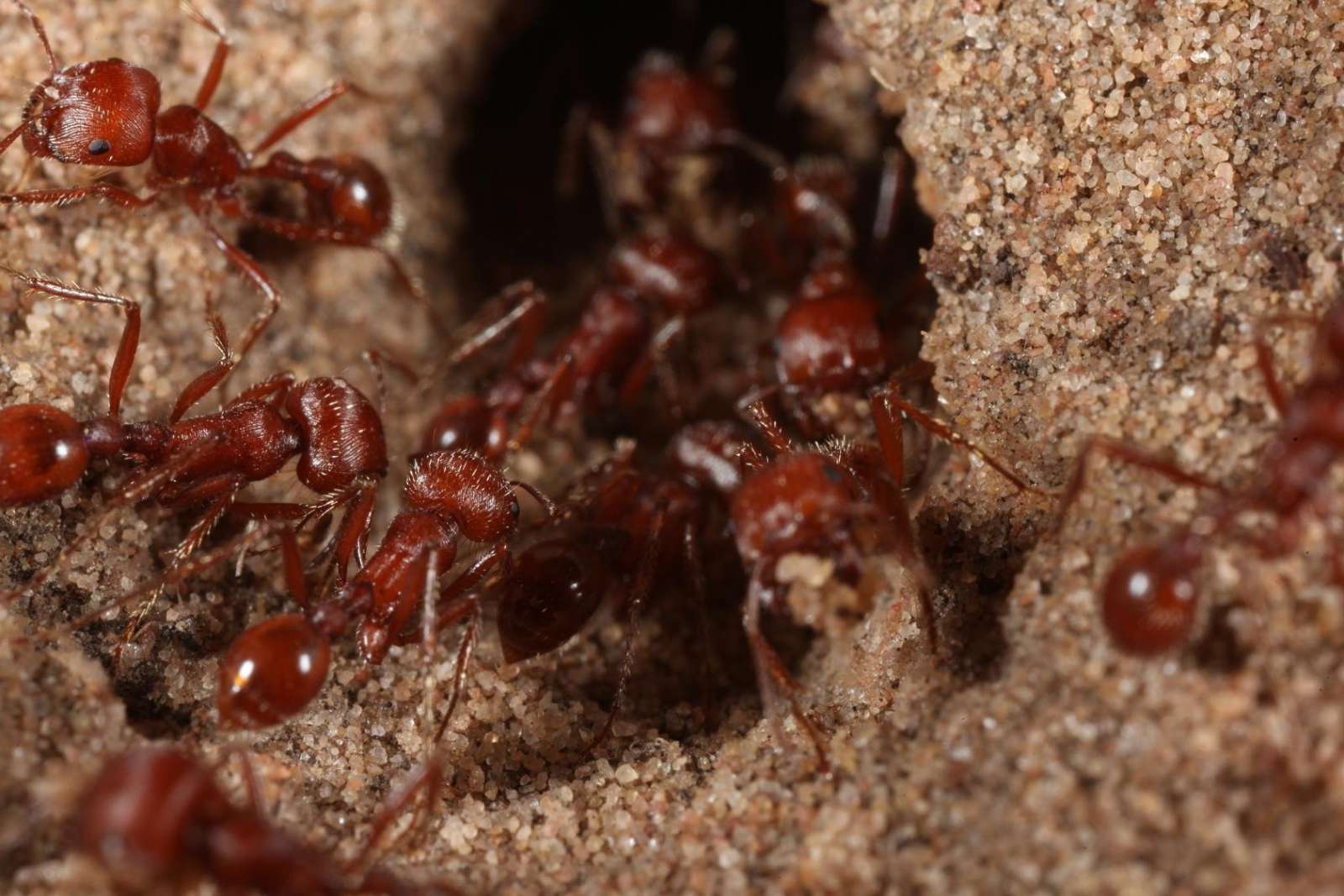 Надёжные средства избавления от красных муравьёв в доме