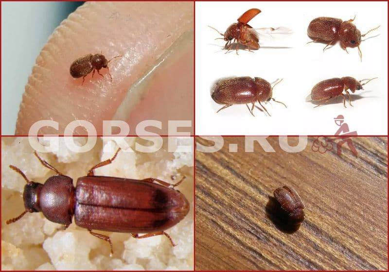 Черные жуки в квартире или доме – фото и названия