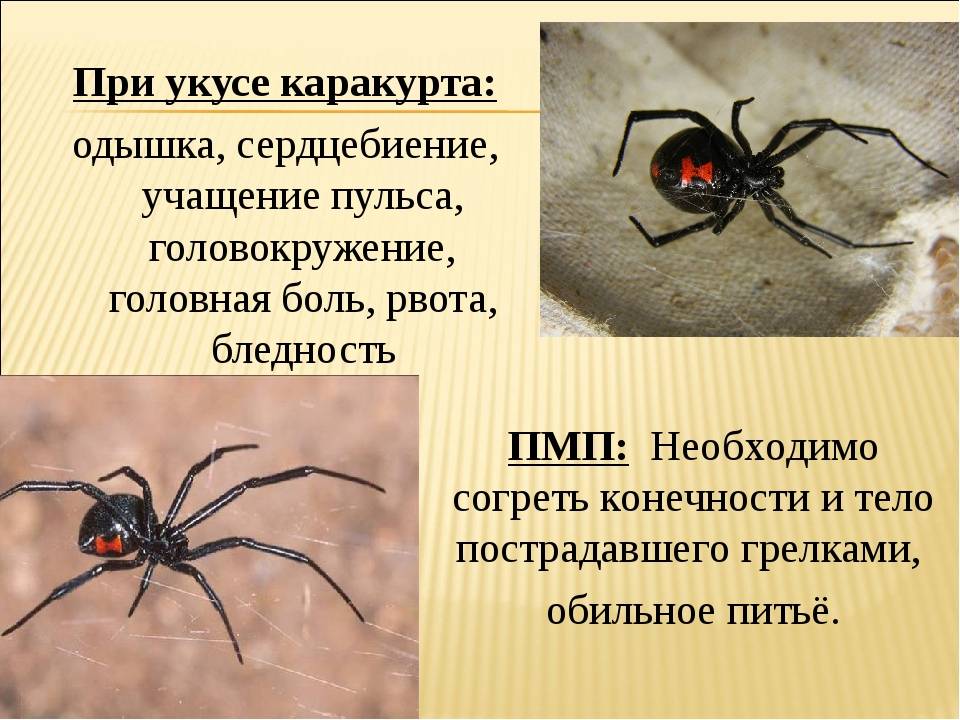 Ядовитые пауки и их укусы: что делать, как уберечь себя