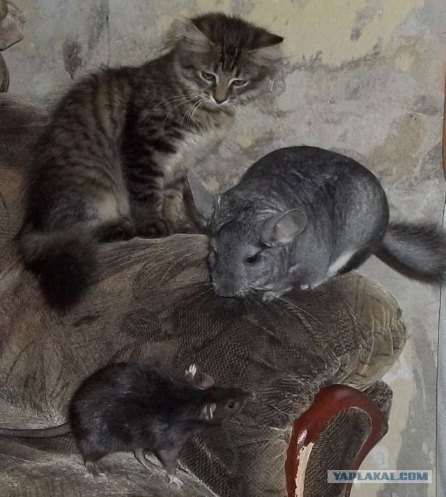 Почему коты не едят крыс - наши домашние друзья