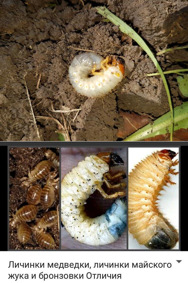 Боремся с личинками майского жука — ботаничка