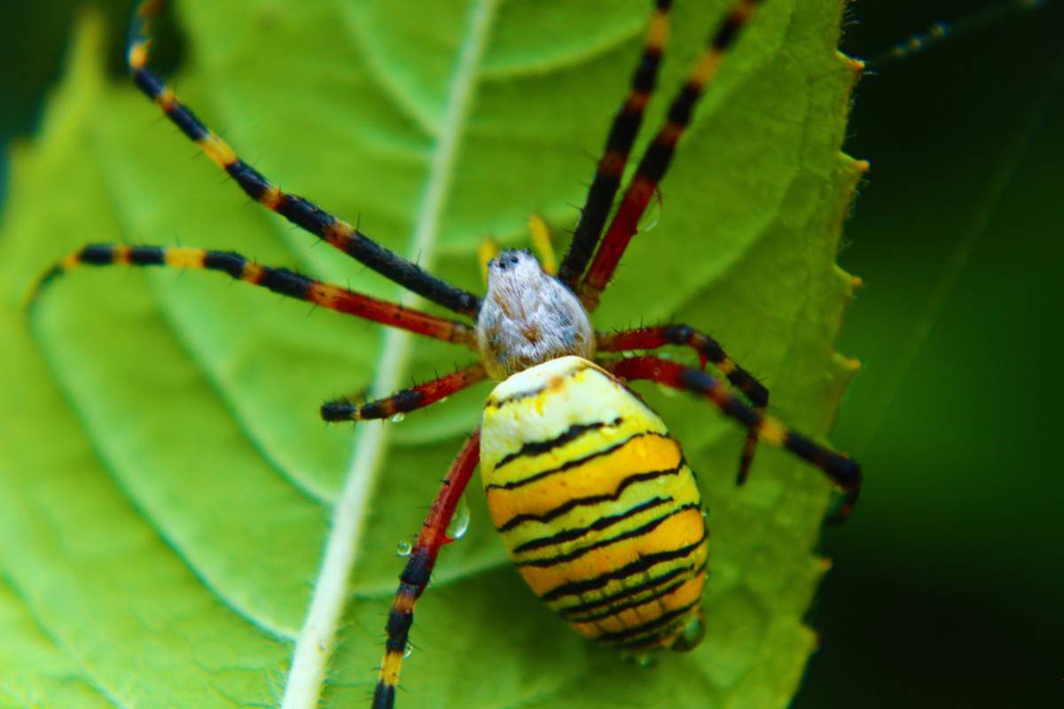 Паук-оса – ядовитое насекомое с яркой внешностью