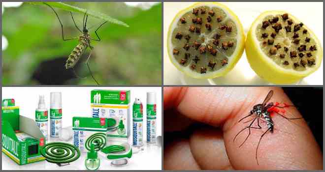 Как эффективно избавиться от комаров в доме