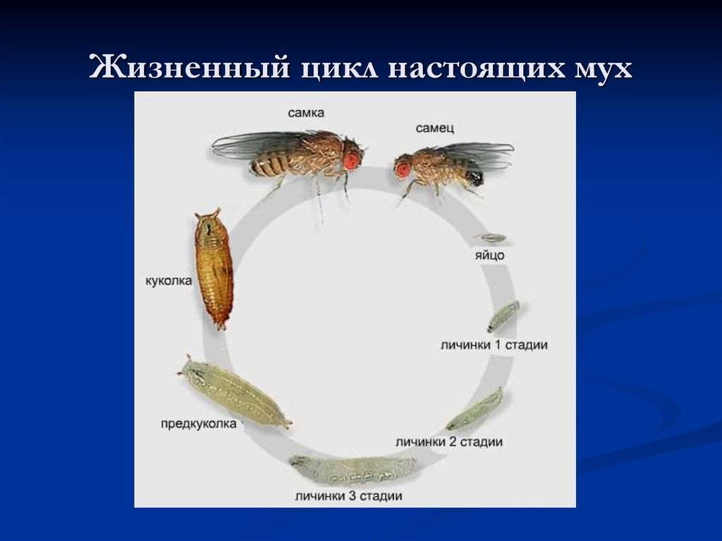 Комнатная муха. особенности биологии вида  | творческие проекты и работы учащихся