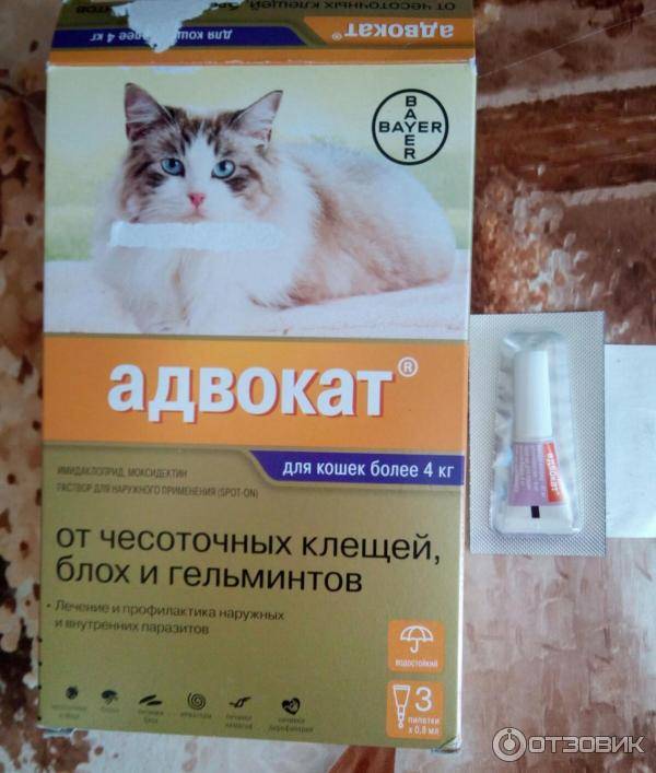 Как вывести глистов у кошки: препараты и народные средства для лечения