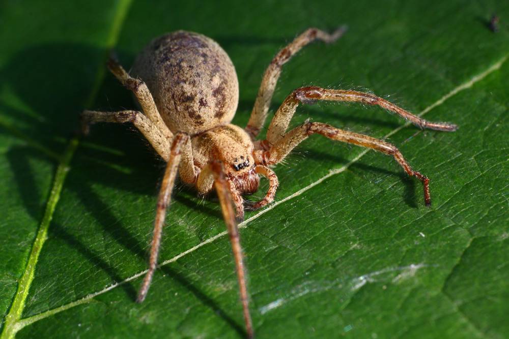 Самые известные и опасные пауки России