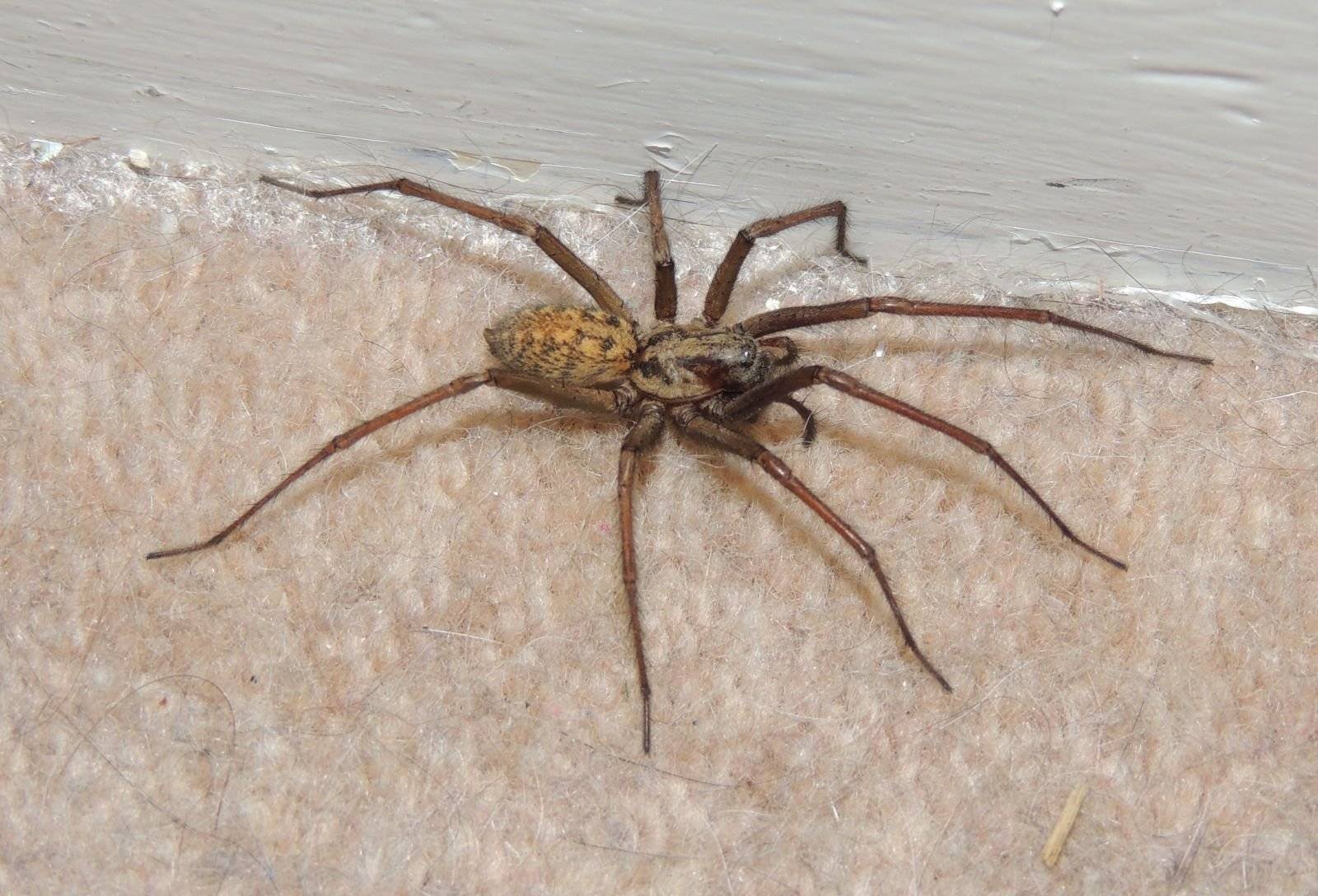 Бразильский паук путешественник, бегун, или солдат: описание вида, чем опасен его укус?