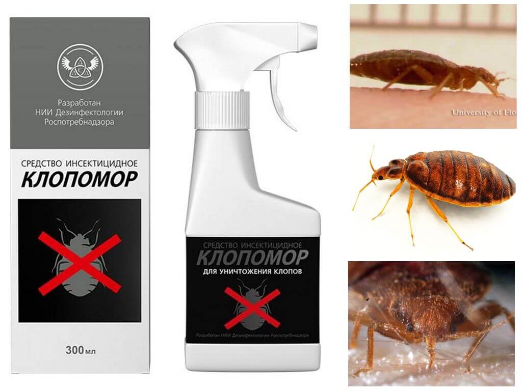 Война насекомым: чем травить клопов в квартире самостоятельно