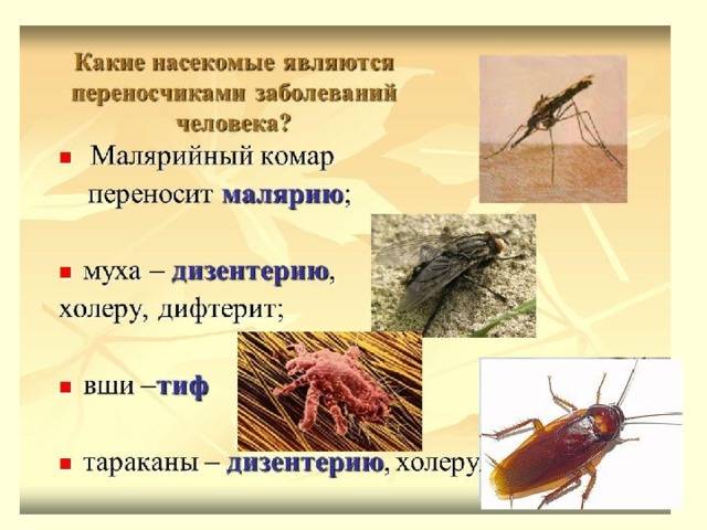 Чем опасны мухи для людей и животных?