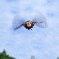 Скорость мухи, как летает муха