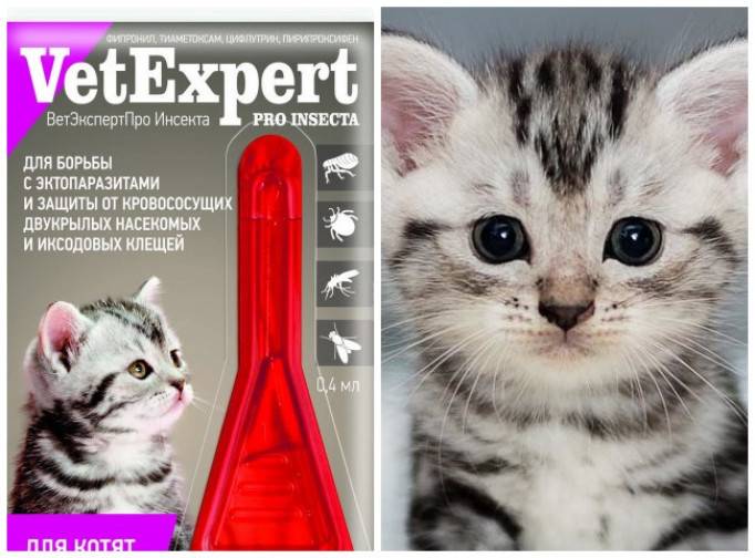 Какие капли против эктопаразитов у кошек самые безопасные, эффективные и удобные?