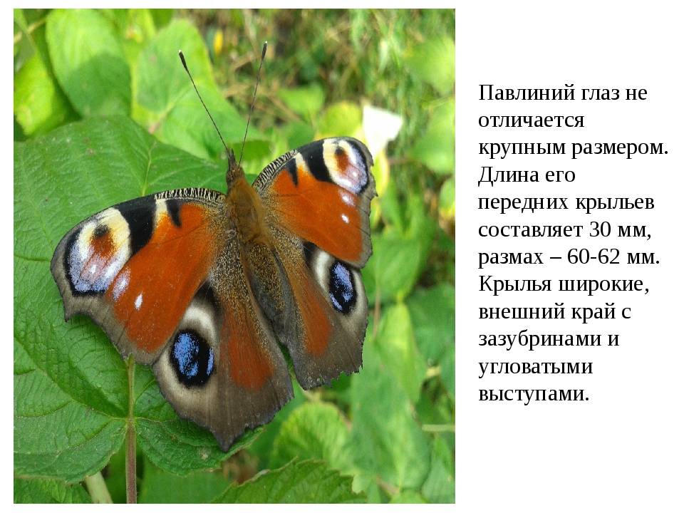 Бабочка павлиний глаз: питание, образ жизни, места обитания