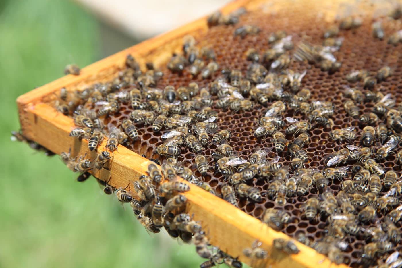 Борьба с пчелиным воровством. пчелиное воровство или напад одной семьи