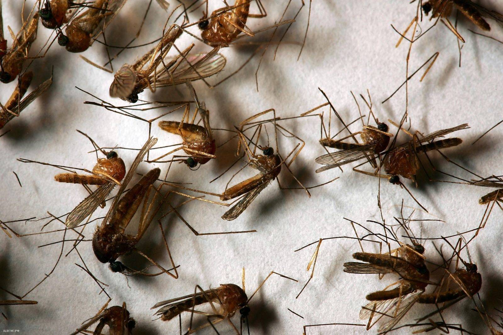 Комары в подвале частного дома: как избавиться народными методами, ловушками, химикатами