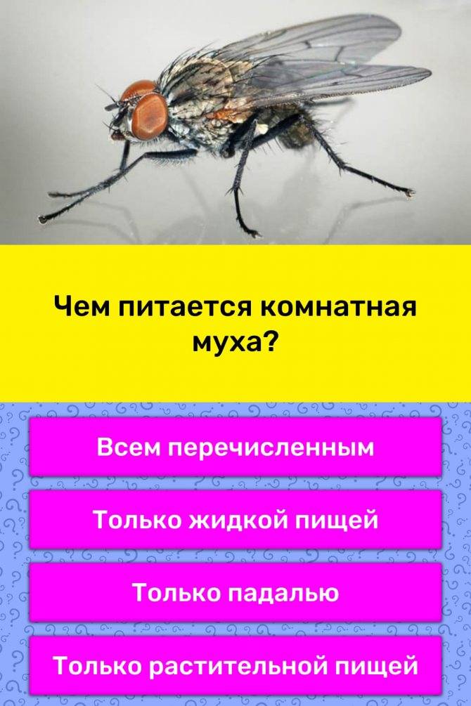 Как бороться с мухами в квартире, и зачем насекомое «потирает лапки»