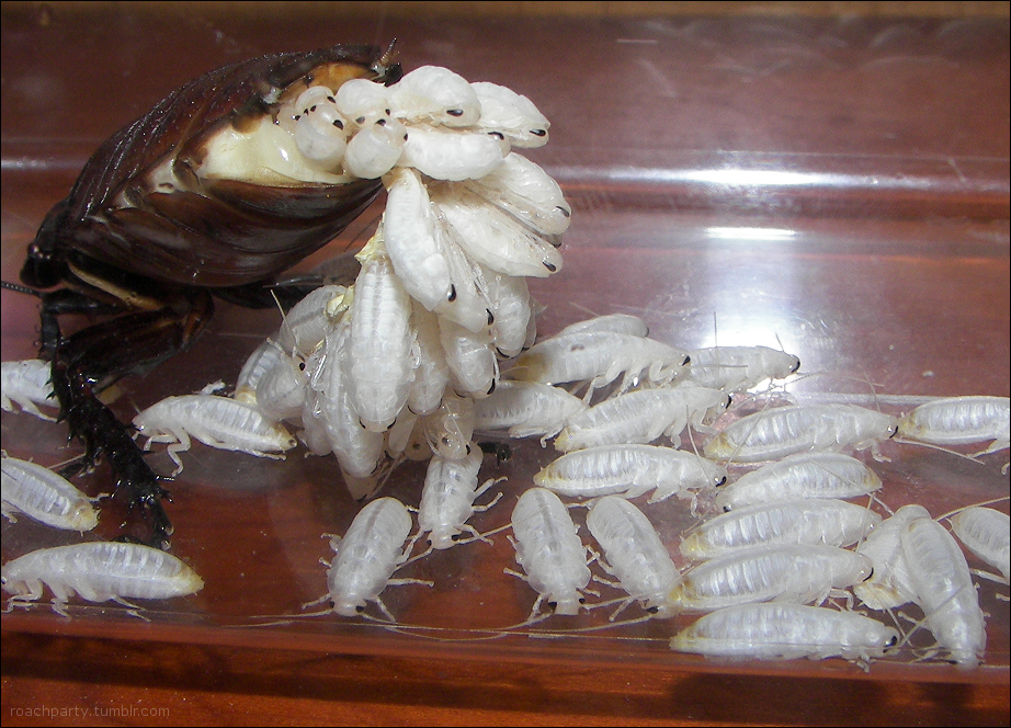Условия размножения тараканов, стадии их развития и соответствующие меры борьбы