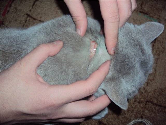 Кошка чешется