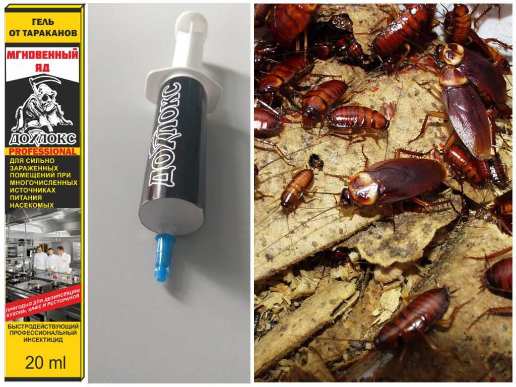 Борная кислота от муравьев и тараканов (четыре базовых рецепта и готовые препараты)